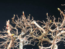 Lade das Bild in den Galerie-Viewer, Bonsai Koreanische Hainbuche / Carpinus turczaninowii-Bonsai-Bonsai Gilde