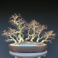 Lade das Bild in den Galerie-Viewer, Bonsai Koreanische Hainbuche / Carpinus turczaninowii-Bonsai-Bonsai Gilde