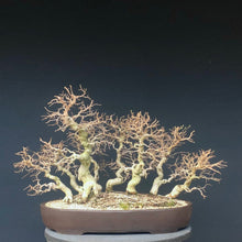 Lade das Bild in den Galerie-Viewer, Bonsai Koreanische Hainbuche / Carpinus turczaninowii-Bonsai-Bonsai Gilde