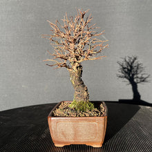 Lade das Bild in den Galerie-Viewer, Bonsai Korkrindenulme / Zelkove Nire-Bonsai-Bonsai Gilde