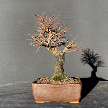 Lade das Bild in den Galerie-Viewer, Bonsai Korkrindenulme / Zelkove Nire-Bonsai-Bonsai Gilde