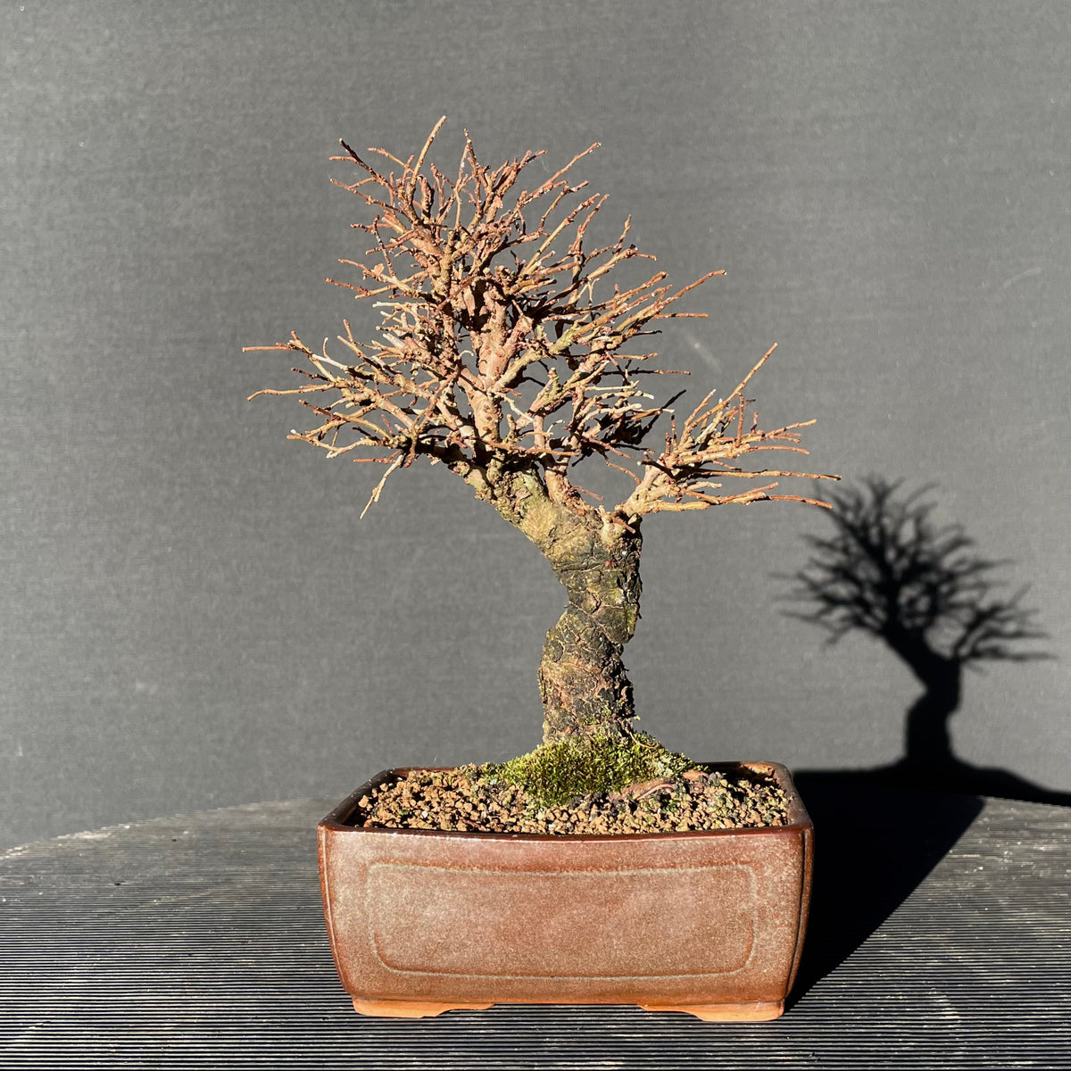 Bonsai Korkrindenulme / Zelkove Nire Bonsai Gilde