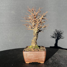 Lade das Bild in den Galerie-Viewer, Bonsai Korkrindenulme / Zelkove Nire-Bonsai-Bonsai Gilde
