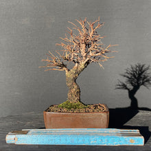 Lade das Bild in den Galerie-Viewer, Bonsai Korkrindenulme / Zelkove Nire-Bonsai-Bonsai Gilde