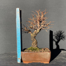 Lade das Bild in den Galerie-Viewer, Bonsai Korkrindenulme / Zelkove Nire-Bonsai-Bonsai Gilde