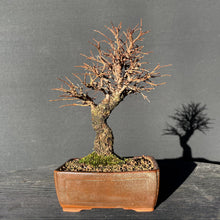 Lade das Bild in den Galerie-Viewer, Bonsai Korkrindenulme / Zelkove Nire-Bonsai-Bonsai Gilde