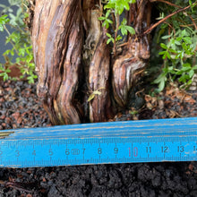 Lade das Bild in den Galerie-Viewer, Bonsai Potentilla / Fingerstrauch-Rohmaterial-Yamadori-Bonsai Gilde