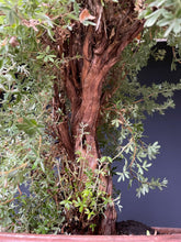Lade das Bild in den Galerie-Viewer, Bonsai Potentilla / Fingerstrauch-Rohmaterial-Yamadori-Bonsai Gilde