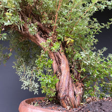 Lade das Bild in den Galerie-Viewer, Bonsai Potentilla / Fingerstrauch-Rohmaterial-Yamadori-Bonsai Gilde