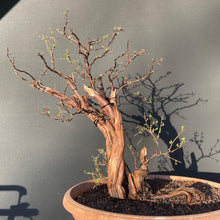 Lade das Bild in den Galerie-Viewer, Bonsai Potentilla / Fingerstrauch-Rohmaterial-Yamadori-Bonsai Gilde