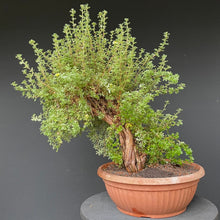 Lade das Bild in den Galerie-Viewer, Bonsai Potentilla / Fingerstrauch-Rohmaterial-Yamadori-Bonsai Gilde