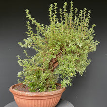 Lade das Bild in den Galerie-Viewer, Bonsai Potentilla / Fingerstrauch-Rohmaterial-Yamadori-Bonsai Gilde