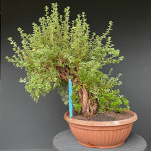 Lade das Bild in den Galerie-Viewer, Bonsai Potentilla / Fingerstrauch-Rohmaterial-Yamadori-Bonsai Gilde