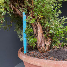 Lade das Bild in den Galerie-Viewer, Bonsai Potentilla / Fingerstrauch-Rohmaterial-Yamadori-Bonsai Gilde