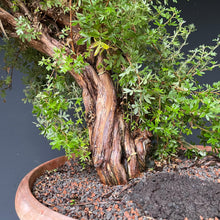 Lade das Bild in den Galerie-Viewer, Bonsai Potentilla / Fingerstrauch-Rohmaterial-Yamadori-Bonsai Gilde