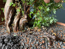 Lade das Bild in den Galerie-Viewer, Bonsai Potentilla / Fingerstrauch-Rohmaterial-Yamadori-Bonsai Gilde