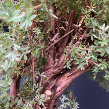 Lade das Bild in den Galerie-Viewer, Bonsai Potentilla / Fingerstrauch-Rohmaterial-Yamadori-Bonsai Gilde