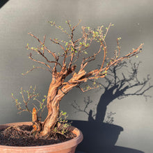 Lade das Bild in den Galerie-Viewer, Bonsai Potentilla / Fingerstrauch-Rohmaterial-Yamadori-Bonsai Gilde