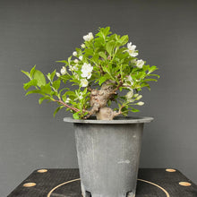 Lade das Bild in den Galerie-Viewer, Bonsai Zierapfel / Malus sieboldii-Rohmaterial-Yamadori-Bonsai Gilde