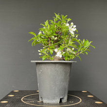 Lade das Bild in den Galerie-Viewer, Bonsai Zierapfel / Malus sieboldii-Rohmaterial-Yamadori-Bonsai Gilde