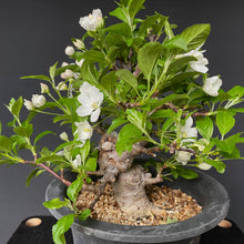 Lade das Bild in den Galerie-Viewer, Bonsai Zierapfel / Malus sieboldii-Rohmaterial-Yamadori-Bonsai Gilde