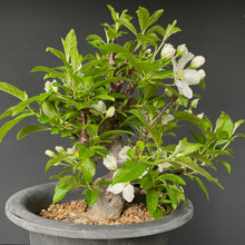 Lade das Bild in den Galerie-Viewer, Bonsai Zierapfel / Malus sieboldii-Rohmaterial-Yamadori-Bonsai Gilde