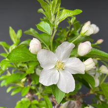 Lade das Bild in den Galerie-Viewer, Bonsai Zierapfel / Malus sieboldii-Rohmaterial-Yamadori-Bonsai Gilde