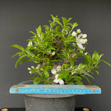 Lade das Bild in den Galerie-Viewer, Bonsai Zierapfel / Malus sieboldii-Rohmaterial-Yamadori-Bonsai Gilde