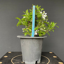 Lade das Bild in den Galerie-Viewer, Bonsai Zierapfel / Malus sieboldii-Rohmaterial-Yamadori-Bonsai Gilde