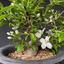 Lade das Bild in den Galerie-Viewer, Bonsai Zierapfel / Malus sieboldii-Rohmaterial-Yamadori-Bonsai Gilde