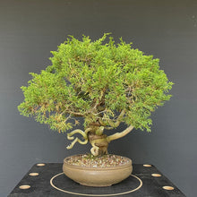 Lade das Bild in den Galerie-Viewer, Chinesischer Wacholder / Juniperus Chinensis Itoigawa-Rohmaterial-Yamadori-Bonsai Gilde