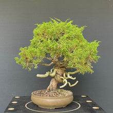 Lade das Bild in den Galerie-Viewer, Chinesischer Wacholder / Juniperus Chinensis Itoigawa-Rohmaterial-Yamadori-Bonsai Gilde