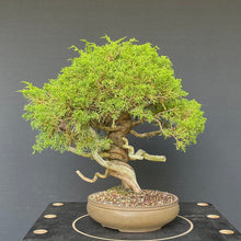 Lade das Bild in den Galerie-Viewer, Chinesischer Wacholder / Juniperus Chinensis Itoigawa-Rohmaterial-Yamadori-Bonsai Gilde