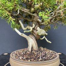 Lade das Bild in den Galerie-Viewer, Chinesischer Wacholder / Juniperus Chinensis Itoigawa-Rohmaterial-Yamadori-Bonsai Gilde