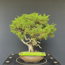 Lade das Bild in den Galerie-Viewer, Chinesischer Wacholder / Juniperus Chinensis Itoigawa-Rohmaterial-Yamadori-Bonsai Gilde