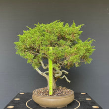 Lade das Bild in den Galerie-Viewer, Chinesischer Wacholder / Juniperus Chinensis Itoigawa-Rohmaterial-Yamadori-Bonsai Gilde