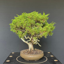 Lade das Bild in den Galerie-Viewer, Chinesischer Wacholder / Juniperus Chinensis Itoigawa-Rohmaterial-Yamadori-Bonsai Gilde