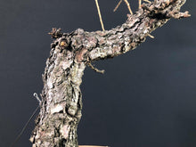 Lade das Bild in den Galerie-Viewer, Europäische Lärche / Larix Decidua-Rohmaterial-Yamadori-Bonsai Gilde