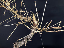 Lade das Bild in den Galerie-Viewer, Europäische Lärche / Larix Decidua-Rohmaterial-Yamadori-Bonsai Gilde