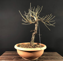 Lade das Bild in den Galerie-Viewer, Europäische Lärche / Larix Decidua-Rohmaterial-Yamadori-Bonsai Gilde