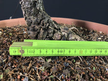 Lade das Bild in den Galerie-Viewer, Europäische Lärche / Larix Decidua-Rohmaterial-Yamadori-Bonsai Gilde