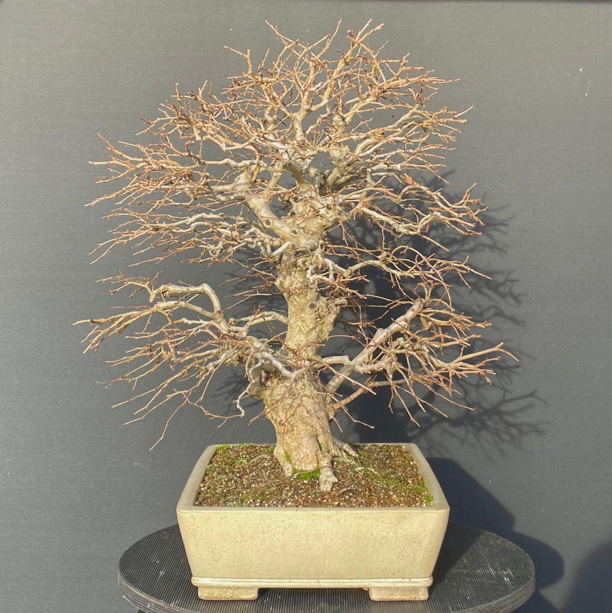 Koreanische Hainbuche / Carpinus turczaninowii Bonsai Gilde