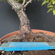 Lade das Bild in den Galerie-Viewer, Prunus lusitanica angustifolia / Portugiesischer Kirschlorbeer-Rohmaterial-Yamadori-Bonsai Gilde