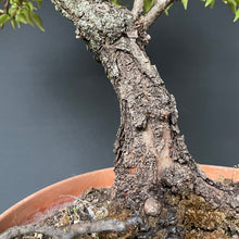 Lade das Bild in den Galerie-Viewer, Prunus lusitanica angustifolia / Portugiesischer Kirschlorbeer-Rohmaterial-Yamadori-Bonsai Gilde
