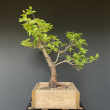 Lade das Bild in den Galerie-Viewer, Prunus lusitanica angustifolia / Portugiesischer Kirschlorbeer-Rohmaterial-Yamadori-Bonsai Gilde