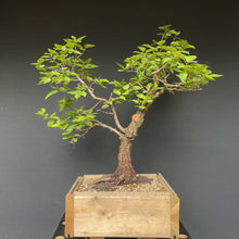 Lade das Bild in den Galerie-Viewer, Prunus lusitanica angustifolia / Portugiesischer Kirschlorbeer-Rohmaterial-Yamadori-Bonsai Gilde