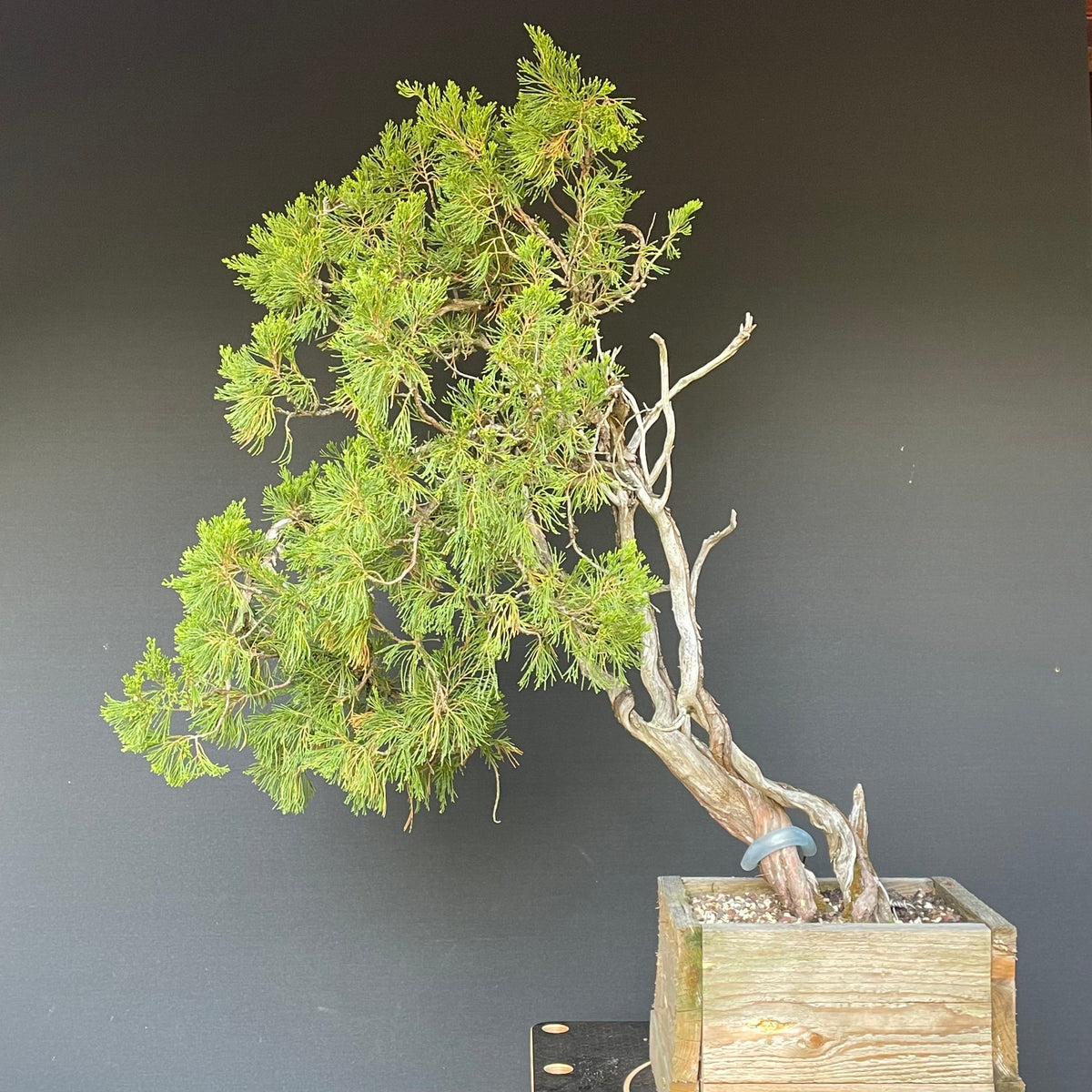 Sabina Wacholder / Juniperus sabina Bonsai Gilde