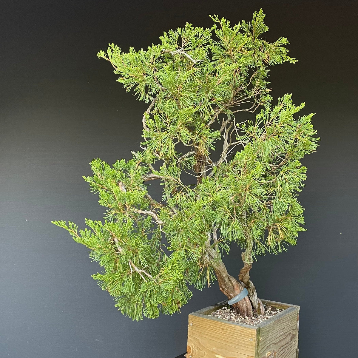 Sabina Wacholder / Juniperus sabina Bonsai Gilde