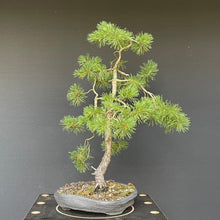 Lade das Bild in den Galerie-Viewer, Waldkiefer / Pinus Sylvestris-Rohmaterial-Yamadori-Bonsai Gilde
