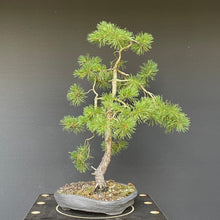 Lade das Bild in den Galerie-Viewer, Waldkiefer / Pinus Sylvestris-Rohmaterial-Yamadori-Bonsai Gilde